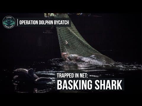 Endangered Basking Shark Caught in Fishing Trawlers Net