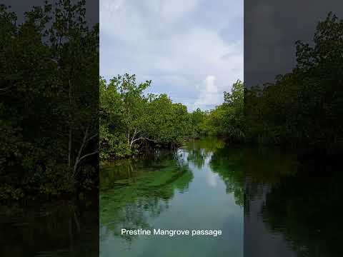 Prestine Mangrove passage, Marovo Lagoon, Solomon Islands 🇸🇧