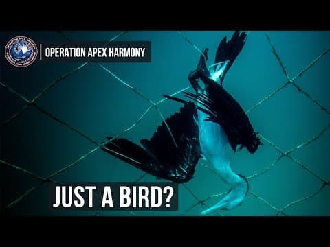 Operation Apex Harmony: Just A Bird?