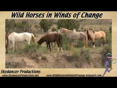 Saving America's Wild Horses,