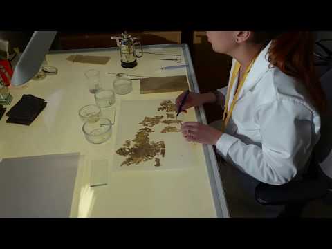 Conserving the Tangut documents
