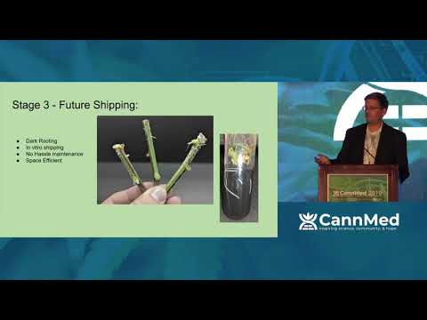 Cannabis tissue culture and germplasm storage