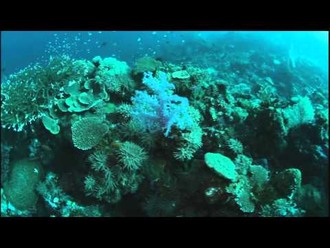 Scuba diving at Haipe Pinnacles reef in Munda, Solomon Islands
