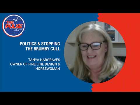 Politics and stopping the Brumby cull with Tanya Hargraves on The Pulse.