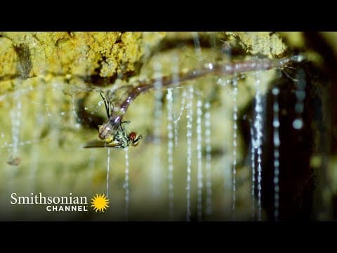 How glowworms fish with bioluminescent lines