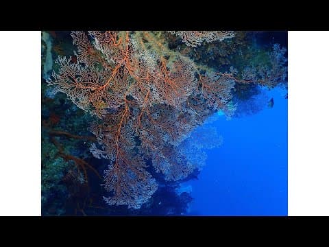 Solomon Islands Diving, Gizo - The Gap and One Tree