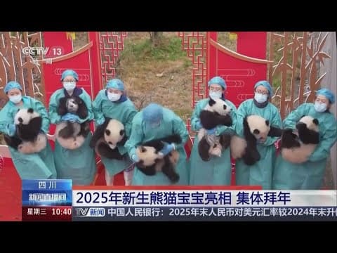 Cubs in front of the new year backdrop