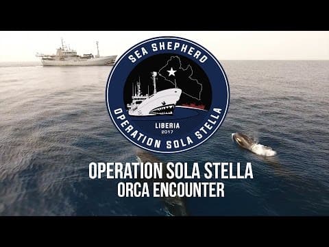 Operation Sola Stella: Orca Encounter