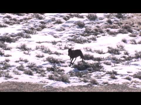Old Mare Collapses at Roundup