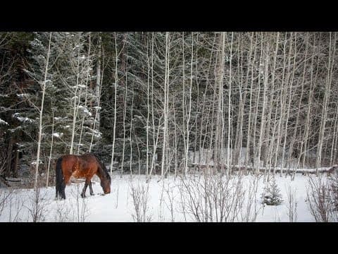 Advocate wants protection for Alberta wild horses