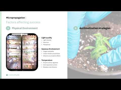Cannabis tissue culture for advanced propagation