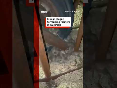 The 2021 Australian mouse plague