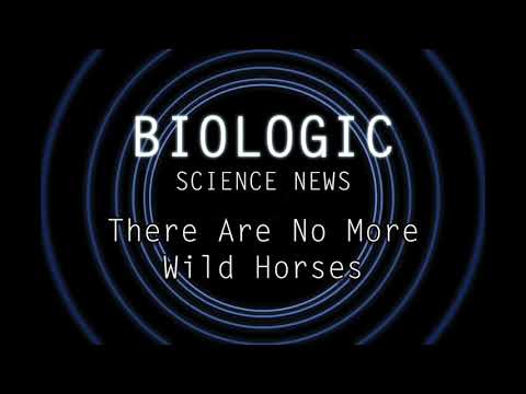 Science News - There Are No More Wild Horses