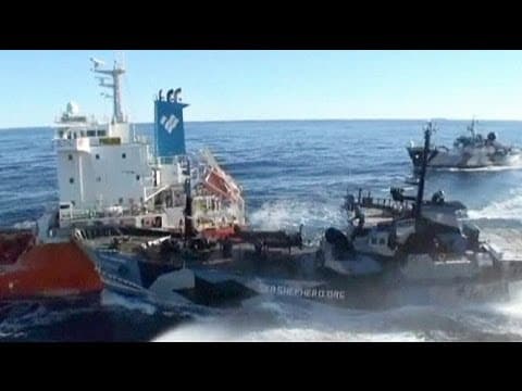 Whaling blame game: accusations fly over collision in Antarctic