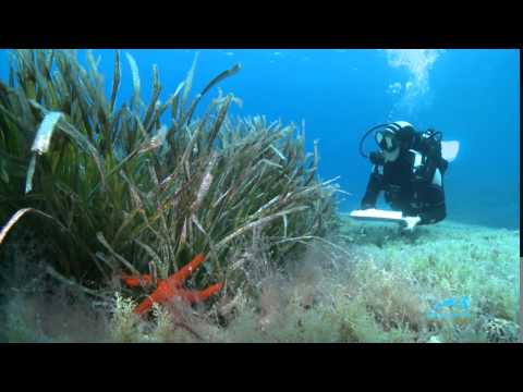 Cousteau Society- Mediterranean Expedition