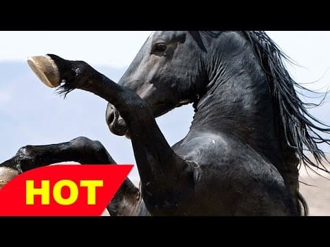 AMERICA S WILD MUSTANG PBS DOCUMENTARY Discovery Animals Nature full documentary