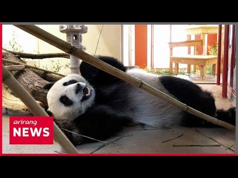 Two pandas for Vienna