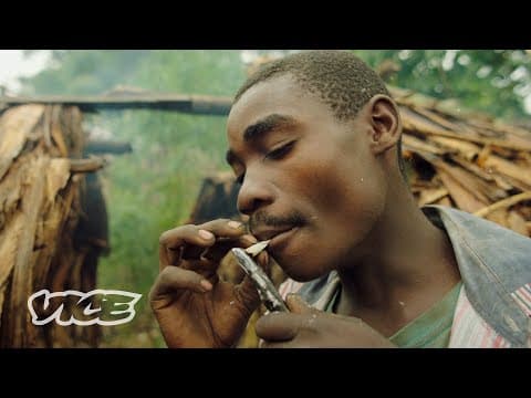 The Congolese communities living off cannabis