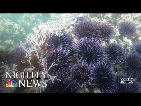 The kelp forest collapse