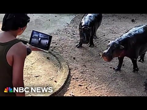 Man Arrested in Moo Deng's Enclosure