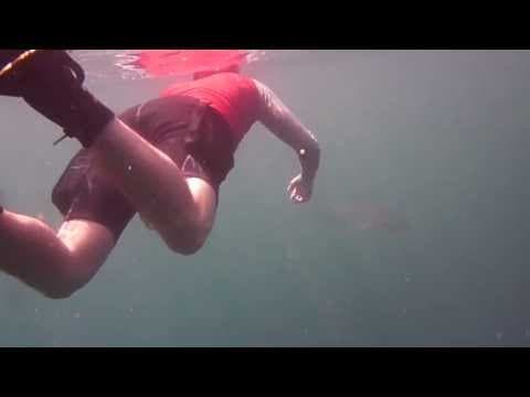 Snorkelling with the Sharks at Uepi