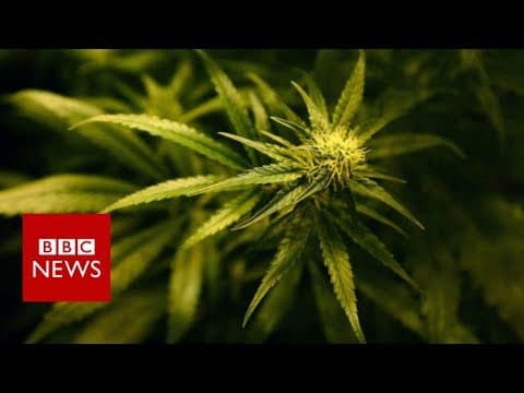 Should Canada's Pot Convicts Get Amnesty?