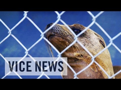 Marine die-offs and the warming sea