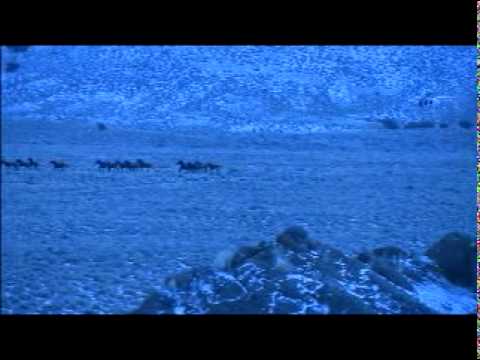 First group of Wild Horses being gathered on the last day of the BLM Antelope Gather February 2011