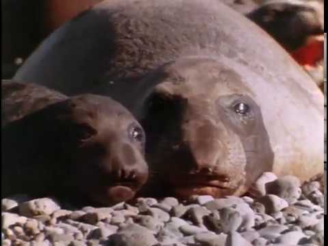 Return of the Sea Elephants, Episode 11 of 37, Jacques Cousteau Odyssey. The real Life Aquatic