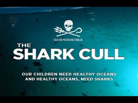 The Shark Cull