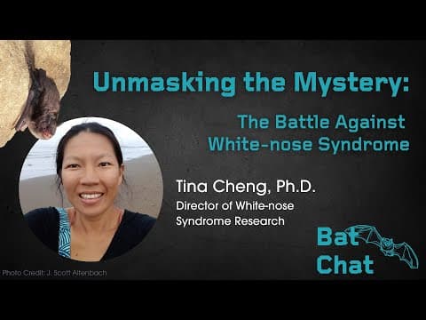 The battle against white-nose syndrome