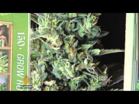 Uruguay Sets Out How Legal Cannabis Will Work