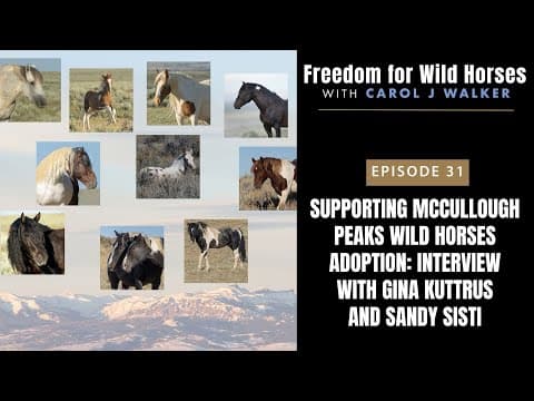Supporting the Adoption of the McCullough Peaks Wild Horses