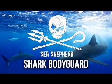 Become a Part-Time Shark Bodyguard