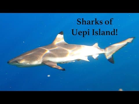 Sharks of Uepi Island