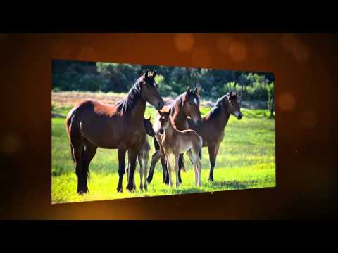 America's Vanishing Wild Mustang Herds