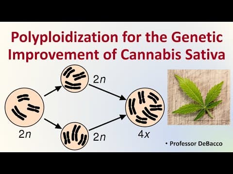Polyploidisation for genetic improvement of Cannabis sativa