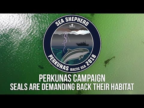 Perkunas Campaign: Seals Want Their Habitat Back