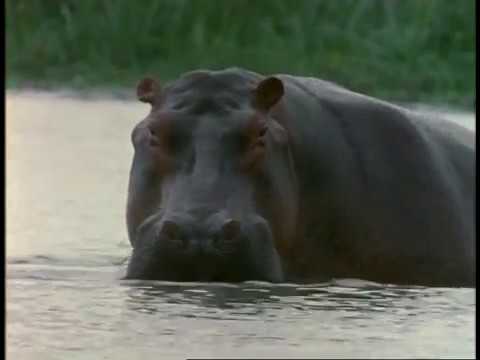 Hippo! Episode 24 of 37, Jacques Cousteau Odyssey. The real Life Aquatic