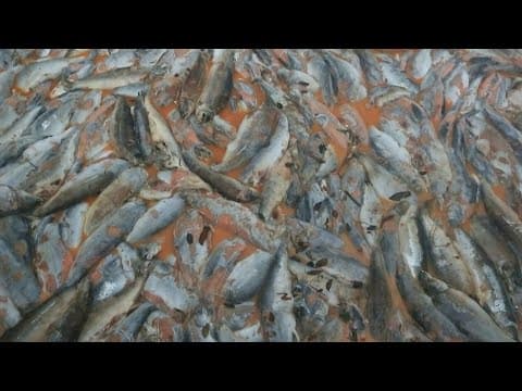 Jellyfish and the salmon farms