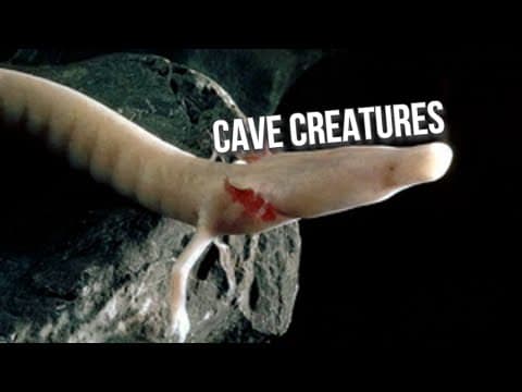 Troglofauna: Animals of the Caves