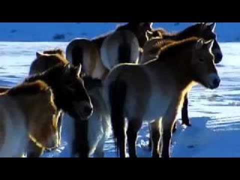 Wild Horses Return to China