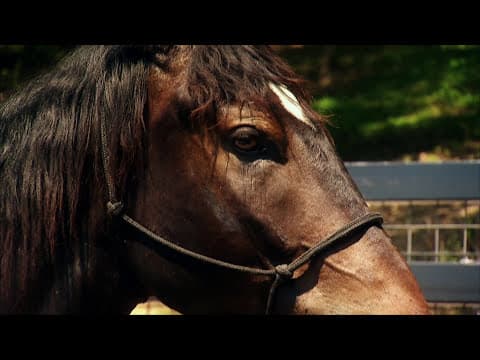 America's Wild Mustang-Untamed Legacy PBS Documentary
