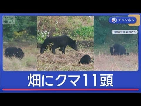 Bears appear across Japan, including at tourist sites