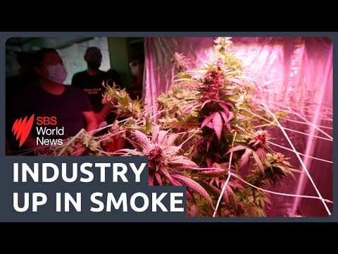 The come-down from Thailand's cannabis experiment