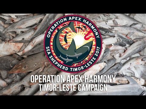 Operation Apex Harmony - Timor Leste Campaign Introduction