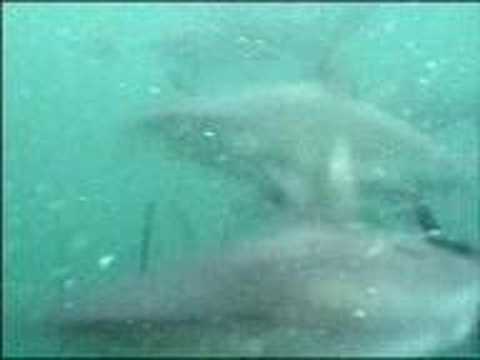 Uepi Island sharks - Solomon Islands