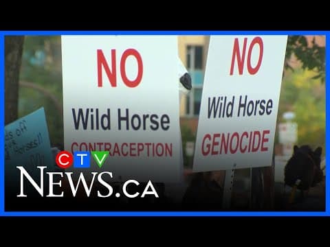 Wild horse advocates collect signatures