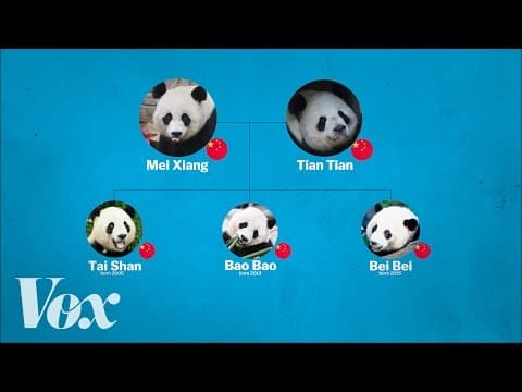 Watch - the history of panda diplomacy