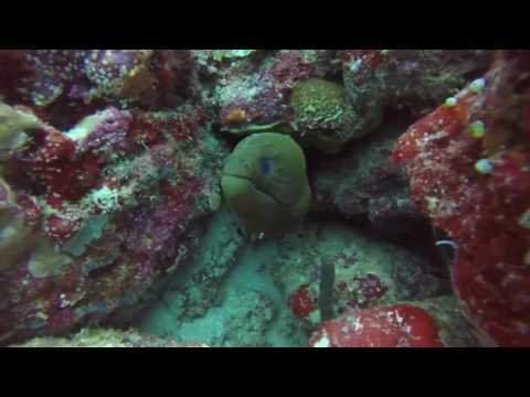 Diving in Gizo, Solomon Islands